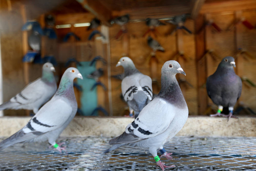 Pigeons belonging to Rasiel Martinez of Las Vegas wait for the arrival of pigeons on the Cher Ami leg of the Racing Pigeon Cross Country Relay from Victorville, Calif. to Las Vegas Thursday, Oct. ...