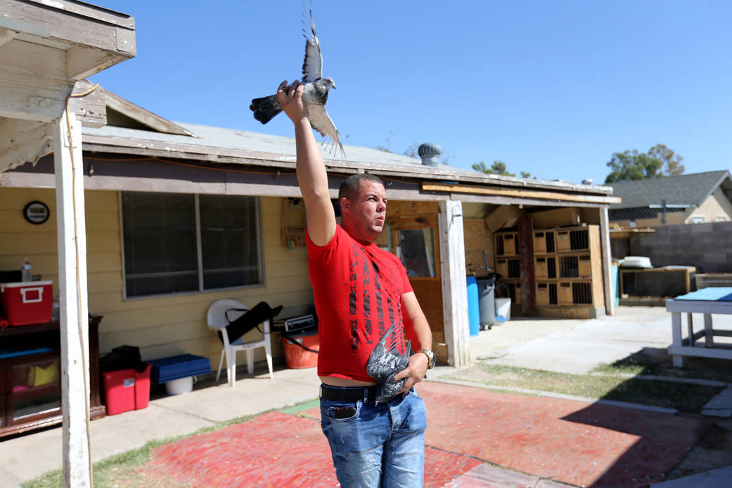 Rasiel Martinez whistles and waves one of his pigeons to attract an arriving pigeon on the Cher Ami leg of the Racing Pigeon Cross Country Relay from Victorville, Calif. to Las Vegas Thursday, Oct ...