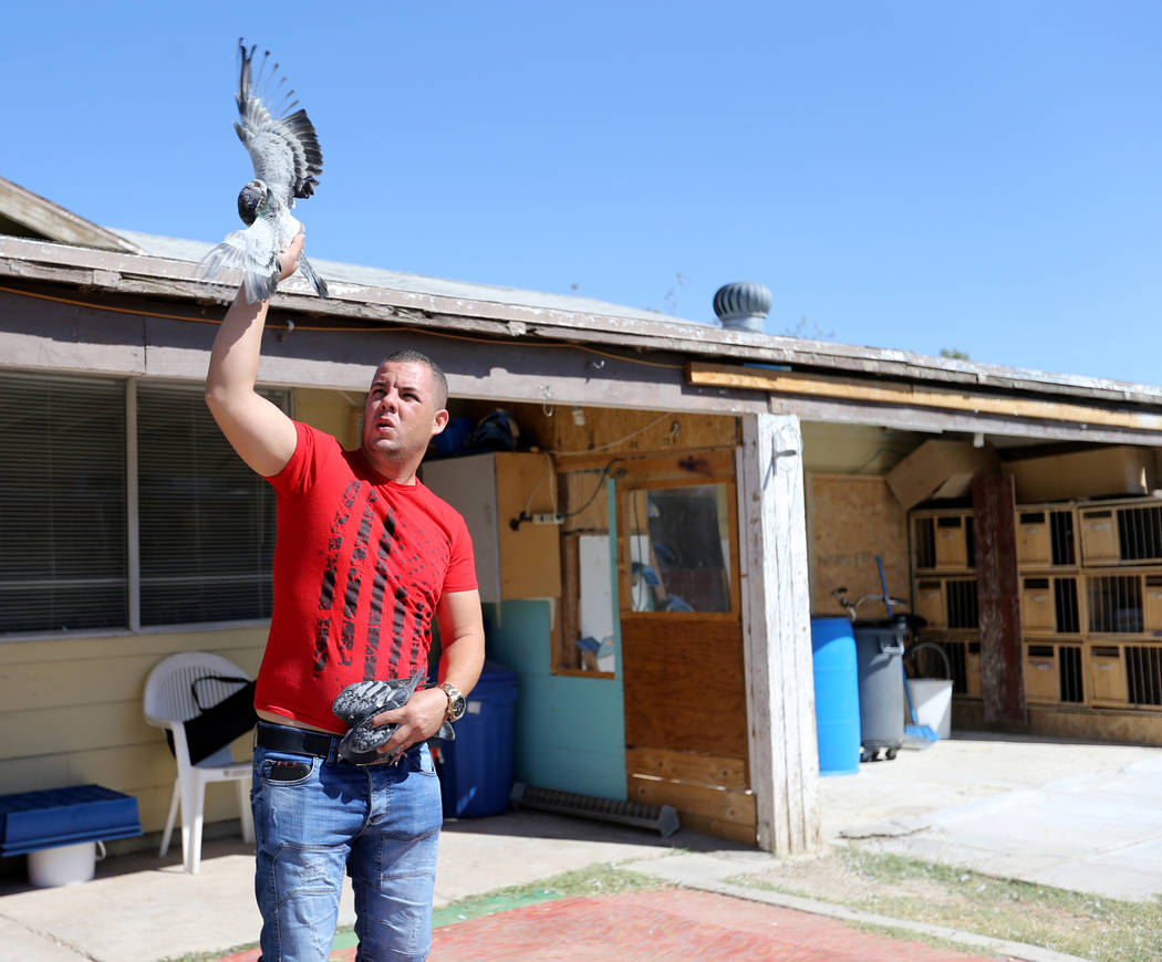 Rasiel Martinez whistles and waves one of his pigeons to attract an arriving pigeon on the Cher Ami leg of the Racing Pigeon Cross Country Relay from Victorville, Calif. to Las Vegas Thursday, Oct ...