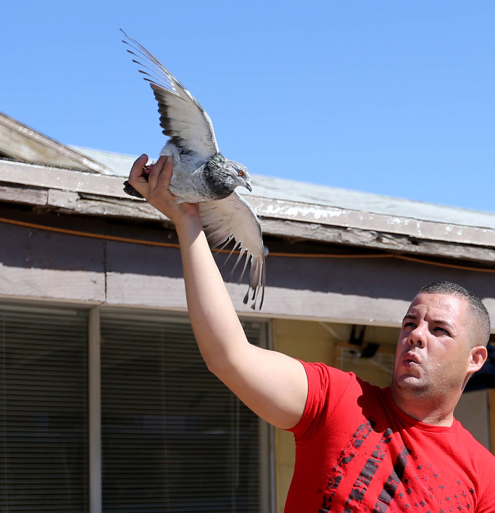 Rasiel Martinez whistles and waves one of his pigeons to attract an arriving pigeon on the Cher Ami leg of the Racing Pigeon Cross Country Relay from Victorville, Calif. to Las Vegas Thursday, Oct ...