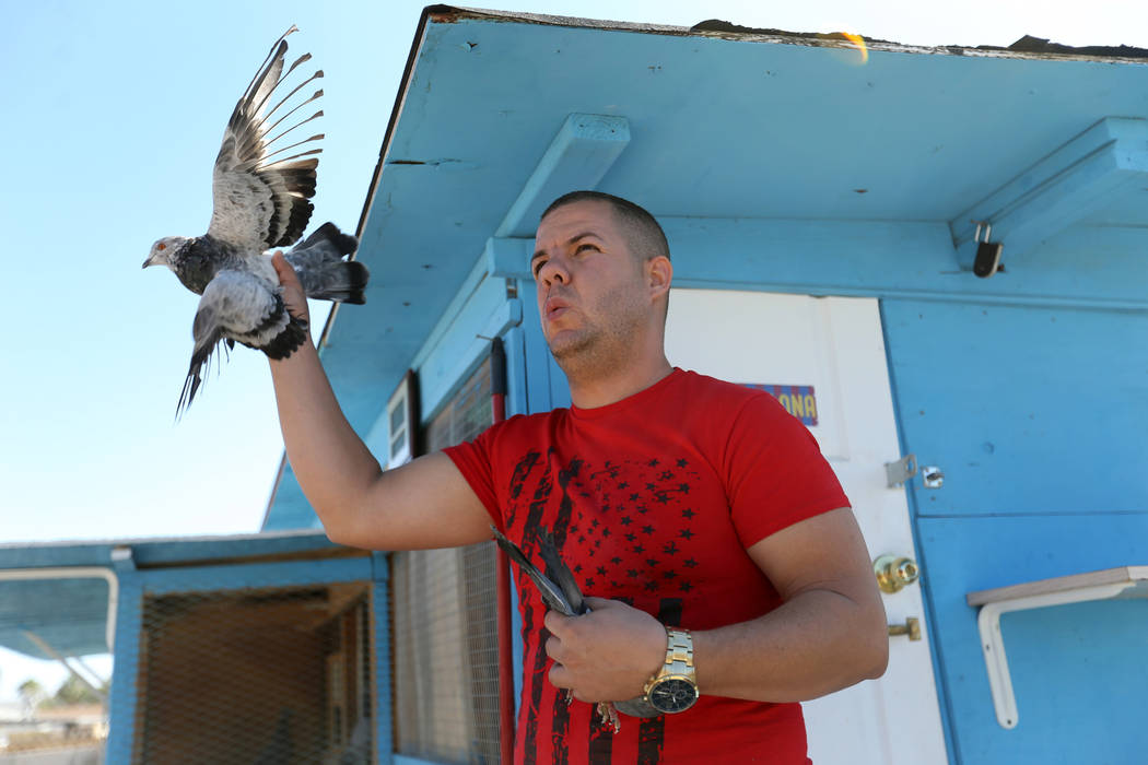 Rasiel Martinez whistles and waves one of his pigeons to attract an arriving pigeon on the Cher Ami leg of the Racing Pigeon Cross Country Relay from Victorville, Calif. to Las Vegas Thursday, Oct ...