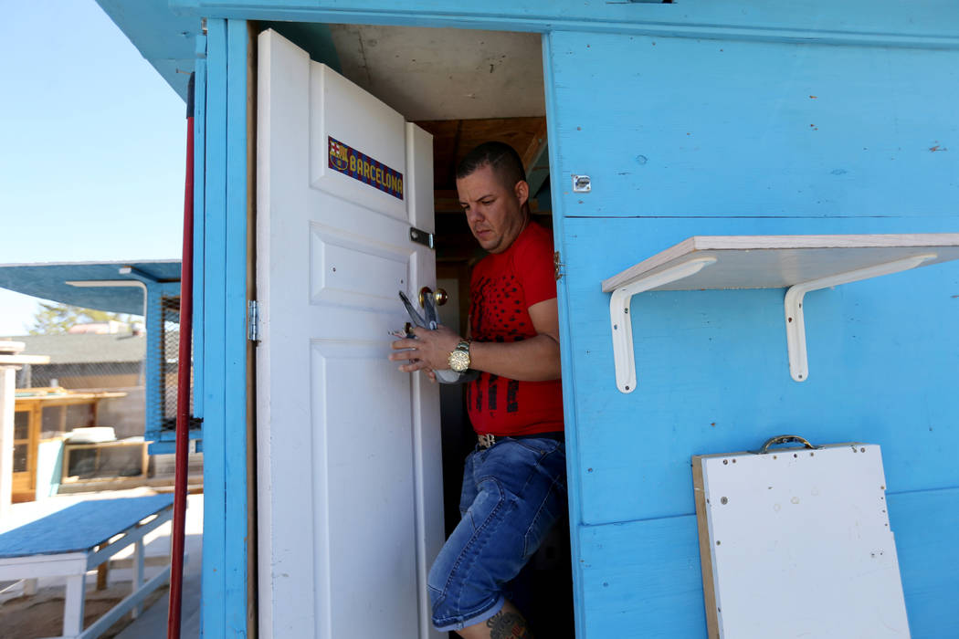 Rasiel Martinez retrieves one of his pigeons that just arrived at his Las Vegas home from Victorville, Calif. on the Cher Ami leg of the Racing Pigeon Cross Country Relay Thursday, Oct. 4, 2018. T ...