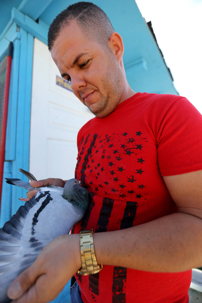 Rasiel Martinez checks one of his pigeons that just arrived at his Las Vegas home from Victorville, Calif. on the Cher Ami leg of the Racing Pigeon Cross Country Relay Thursday, Oct. 4, 2018. The ...