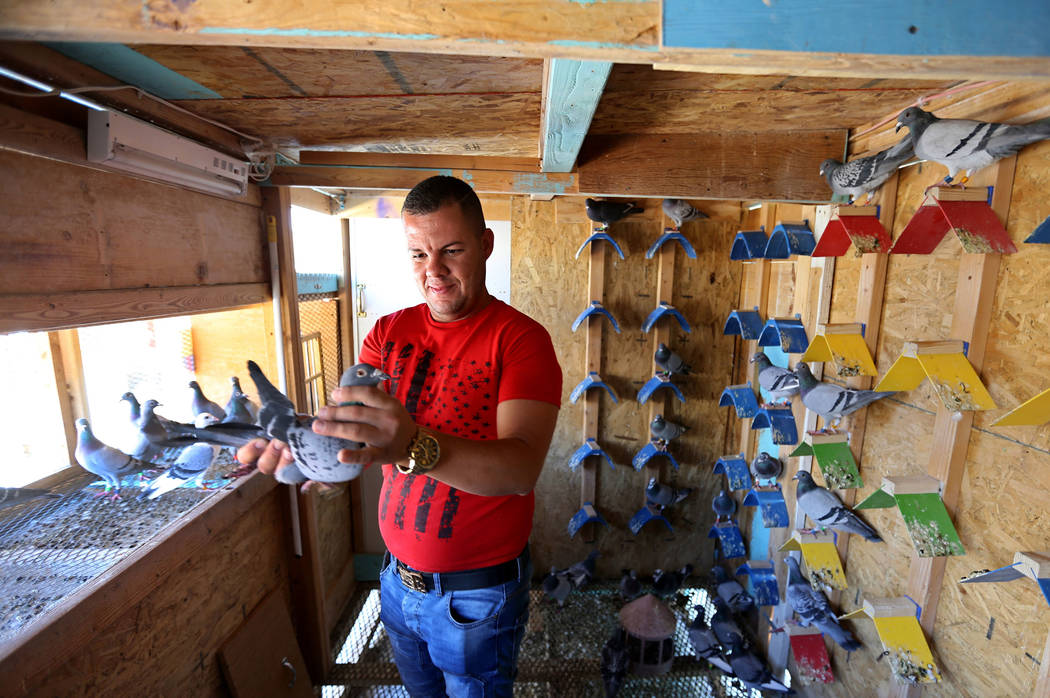 Rasiel Martinez checks one of his pigeons that just arrived at his Las Vegas home from Victorville, Calif. on the Cher Ami leg of the Racing Pigeon Cross Country Relay Thursday, Oct. 4, 2018. The ...