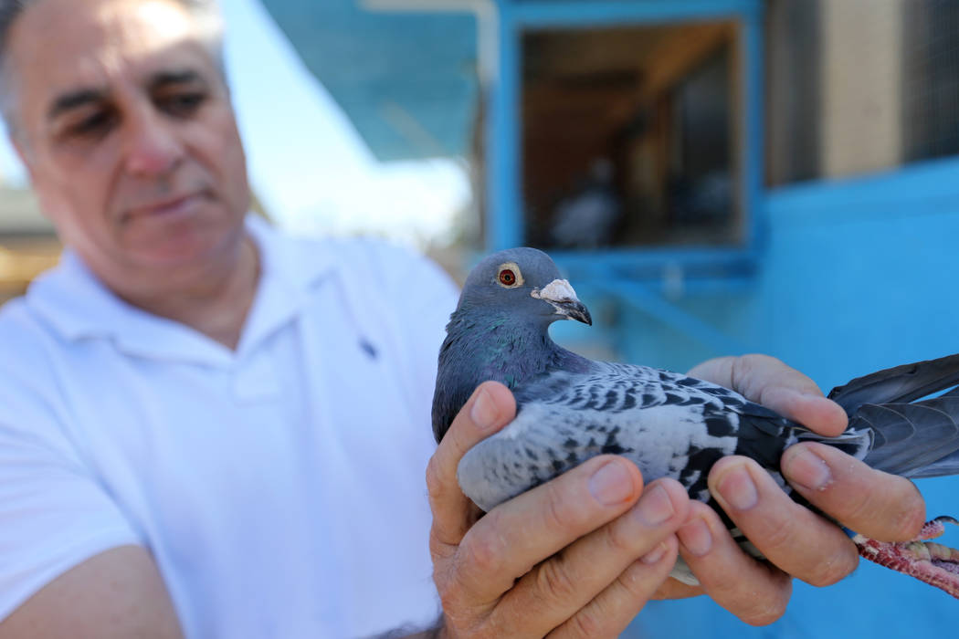 Vincent Valenzuela checks out a pigeon that just arrived at his Las Vegas home from Victorville, Calif. on the Cher Ami leg of the Racing Pigeon Cross Country Relay Thursday, Oct. 4, 2018. The rel ...