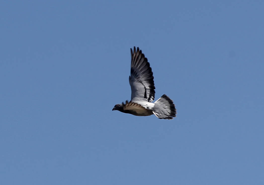 A pigeon belonging to Rasiel Martinez arrives at his Las Vegas home from Victorville, Calif. on the Cher Ami leg of the Racing Pigeon Cross Country Relay Thursday, Oct. 4, 2018. The relay birds ca ...