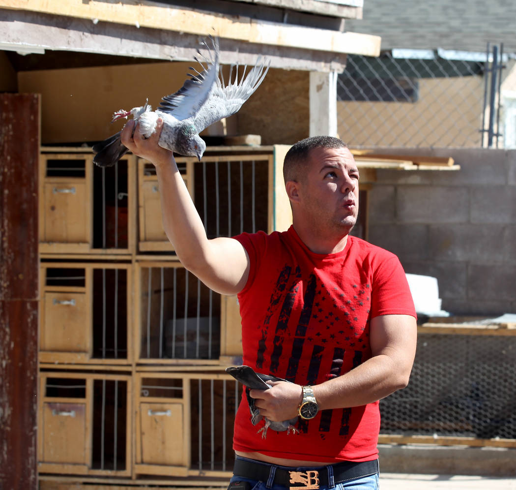 Rasiel Martinez whistles and waves one of his pigeons to attract an arriving pigeon on the Cher Ami leg of the Racing Pigeon Cross Country Relay from Victorville, Calif. to Las Vegas Thursday, Oct ...