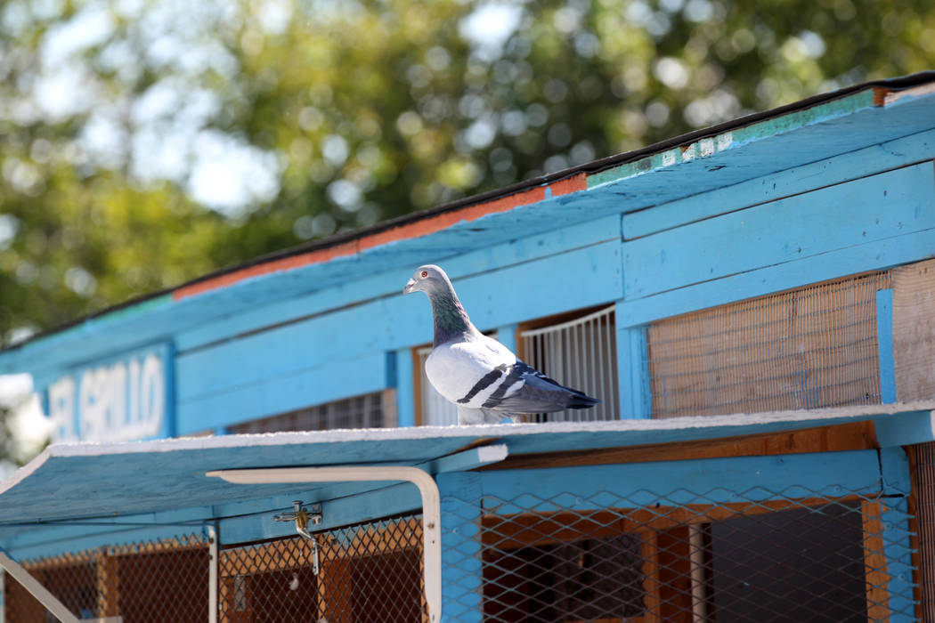 A pigeon belonging to Rasiel Martinez arrives at his Las Vegas home from Victorville, Calif. on the Cher Ami leg of the Racing Pigeon Cross Country Relay Thursday, Oct. 4, 2018. The relay birds ca ...