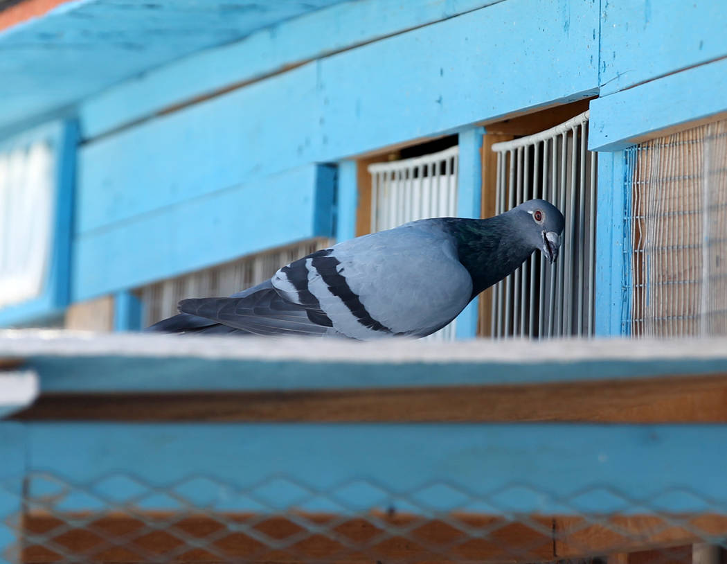 A pigeon belonging to Rasiel Martinez arrives at his Las Vegas home from Victorville, Calif. on the Cher Ami leg of the Racing Pigeon Cross Country Relay Thursday, Oct. 4, 2018. The relay birds ca ...