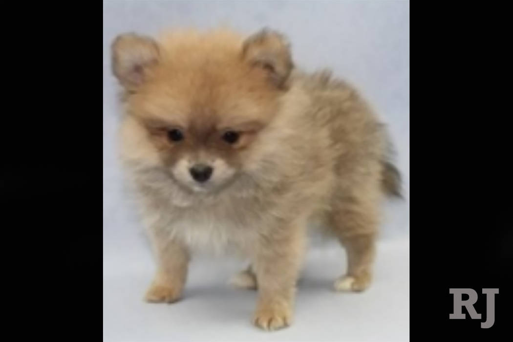The male Pomeranian puppy was stolen from a Petland store in the Boca Park shopping area in Las Vegas on Friday, Sept. 28, 2018. (Petland)
