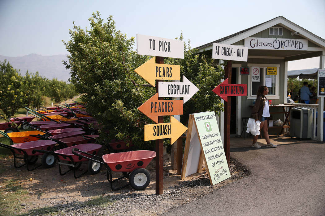 Gilcrease Orchard in Las Vegas, Saturday, Aug. 11, 2018. Erik Verduzco Las Vegas Review-Journal @Erik_Verduzco