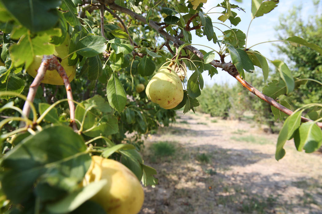 A pear tree at Gilcrease Orchard in Las Vegas, Saturday, Aug. 11, 2018. Erik Verduzco Las Vegas Review-Journal @Erik_Verduzco
