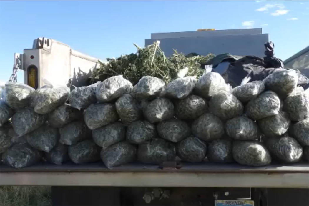 The Nye County Sheriff’s Office seized more than $20 million worth of illegally grown marijuana in a September bust. (Nye County Sheriff's Office/Facebook)