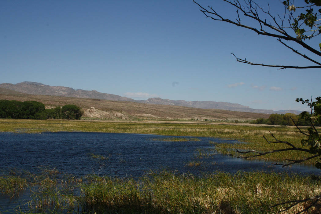 The Pahranagat National Wildlife Refuge encompasses more than 5,000 acres of lakes, ponds, mars ...