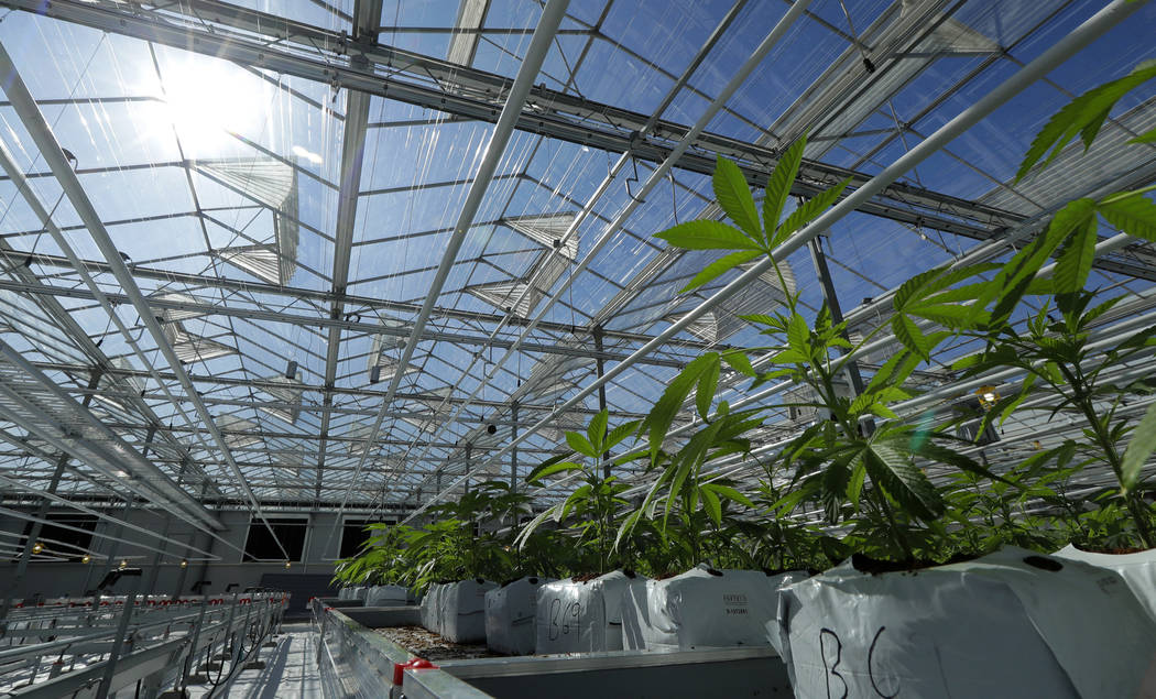 Marijuana plants are shown growing in a massive tomato greenhouse being renovated to grow pot in Delta, British Columbia, that is operated by Pure Sunfarms, a joint venture between tomato grower V ...