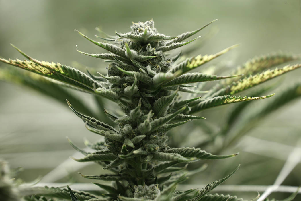 Marijuana plants in the flowering grow room of the Redwood Cultivation facility in Las Vegas, Saturday, June 2, 2018. (Erik Verduzco Las Vegas Review-Journal @Erik_Verduzco)