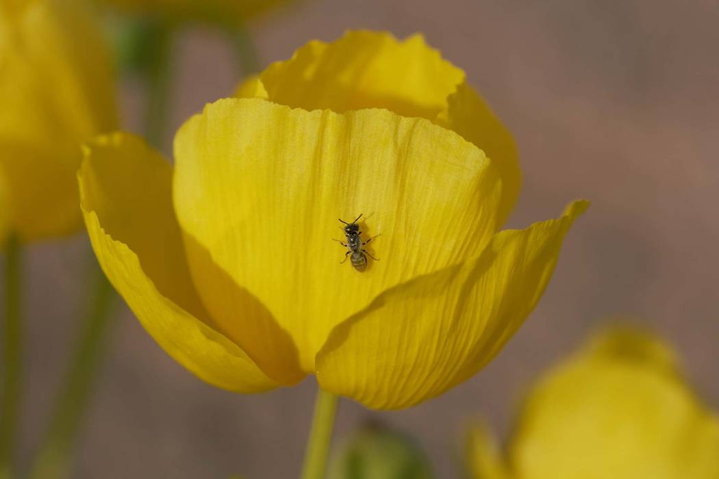 A Mojave poppy bee on a flower. The Center for Biological Diversity wants the bee, found only in Clark County, to be added to the endangered species list. (Zach Portman/University of Minnesota D ...