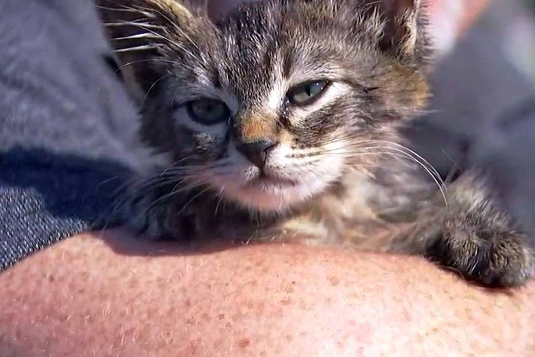 Man Rescues 5 week old Kitten Glued To Busy Road Las Vegas Review Journal