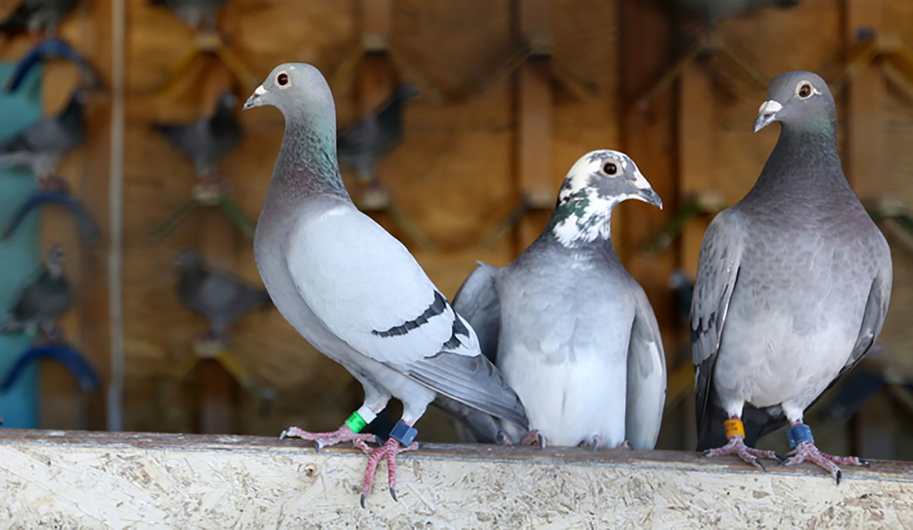 Las Vegas pigeons reprise dramatic World War I flight Local Las Vegas