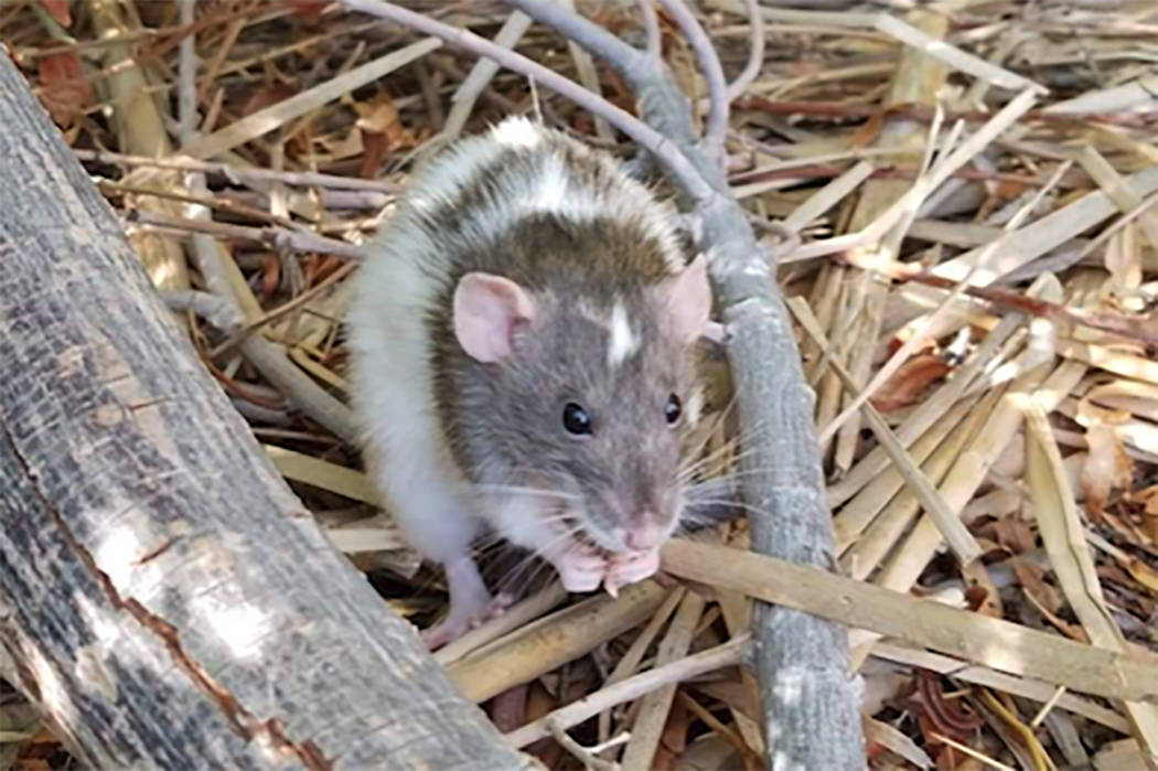 About 35 rats were dumped at the Clark County Wetlands Park over the past two weeks, according to officials. (Heather Johnson)