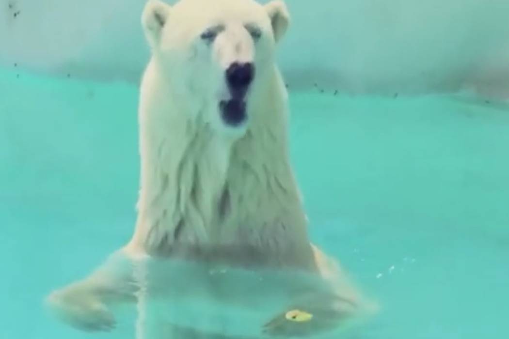 Polar bear dies after over 25 years in warm Mexican zoo Las Vegas