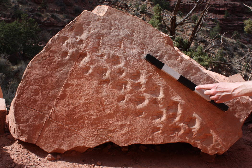 An undated photo at Grand Canyon National Park shows the fossilized tracks of an unidentified creature that researchers believe lived about 315 million years ago. Steve Rowland UNLV