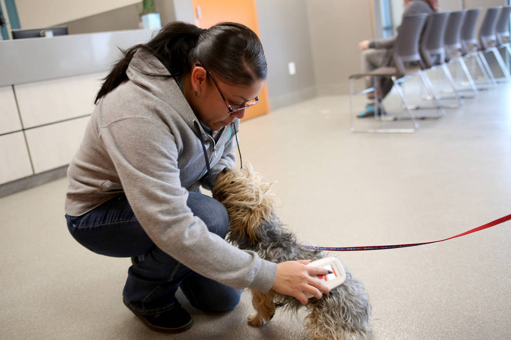 Admissions Counselor Maria Salazar scans a lost dog for a microchip at the Lost & Found lobby at The Animal Foundation in Las Vegas, Tuesday, Nov. 27, 2018. The Animal Foundation has begun usi ...