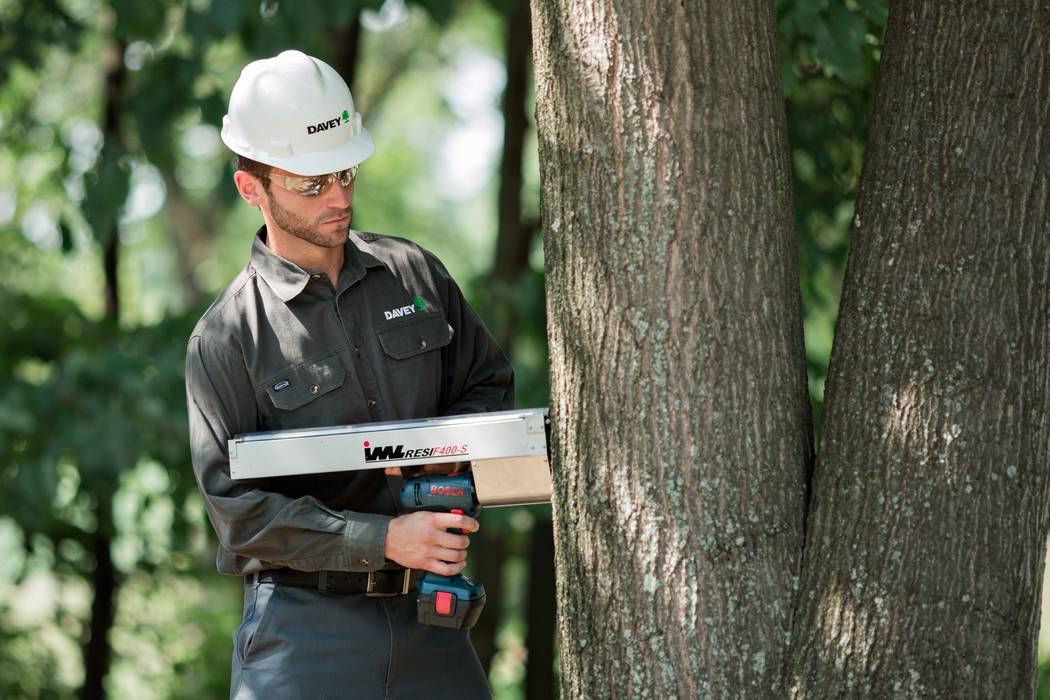 Save your trees stress with prep. An arborist can inspect for destructive insects. (Garden Media Group)