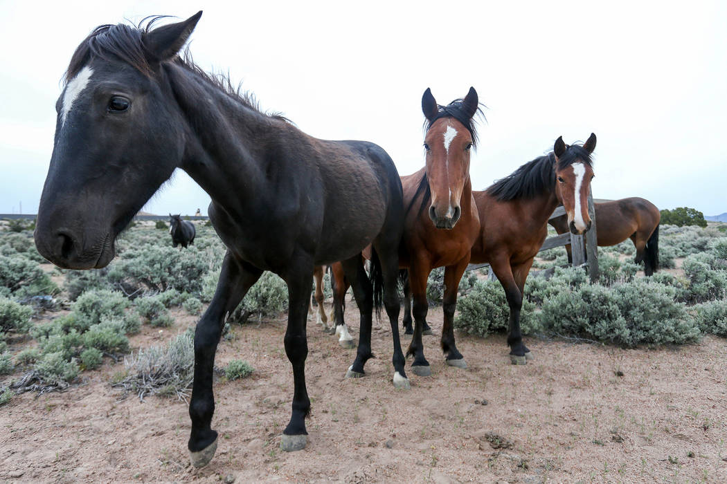 Critics Attack Plan To Round Up Wild Horses In Nevada Las Vegas Review Journal