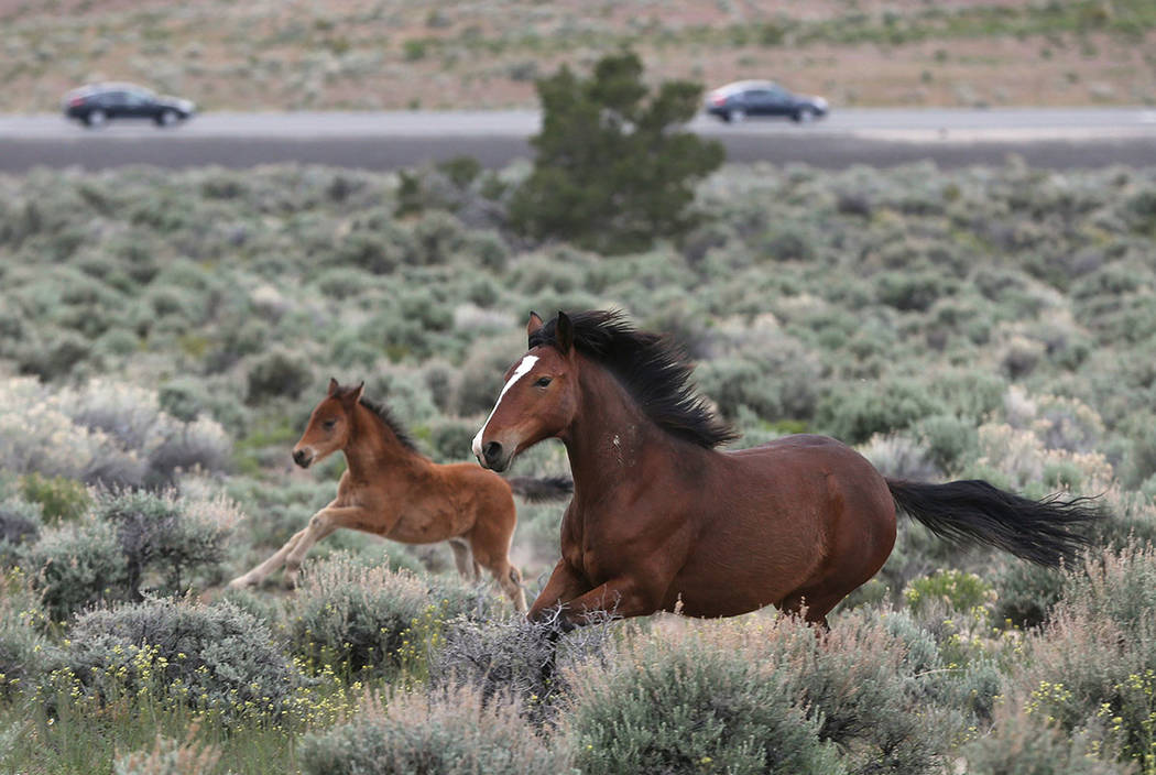 A herd of wild horses graze near Highway 50 in Mound House in April 2016. (Cathleen Allison/Las Vegas Review-Journal)