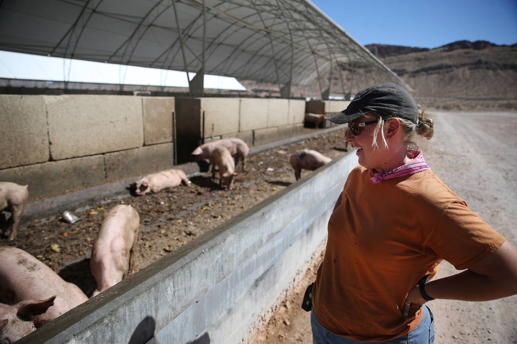 Farm manager Sarah Stallard at Las Vegas Livestock near Apex in Las Vegas, Thursday, Sept. 20, 2018. Erik Verduzco Las Vegas Review-Journal @Erik_Verduzco