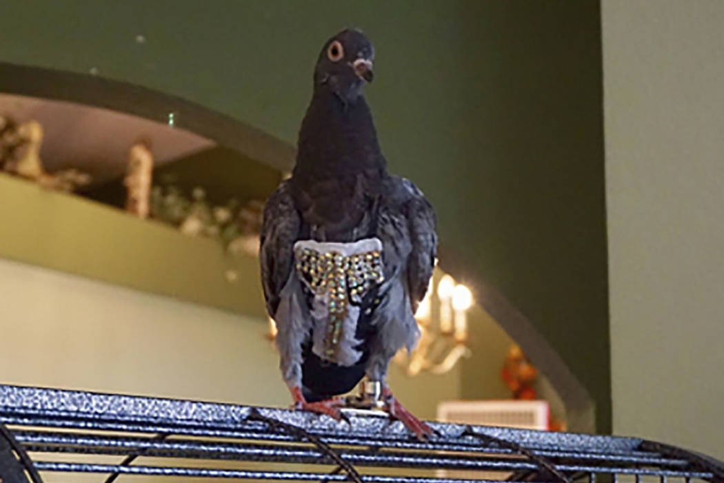 A pigeon wears a bedazzled vest in Peoria, Ariz. (Angel Mendoza/The Arizona Republic via AP)