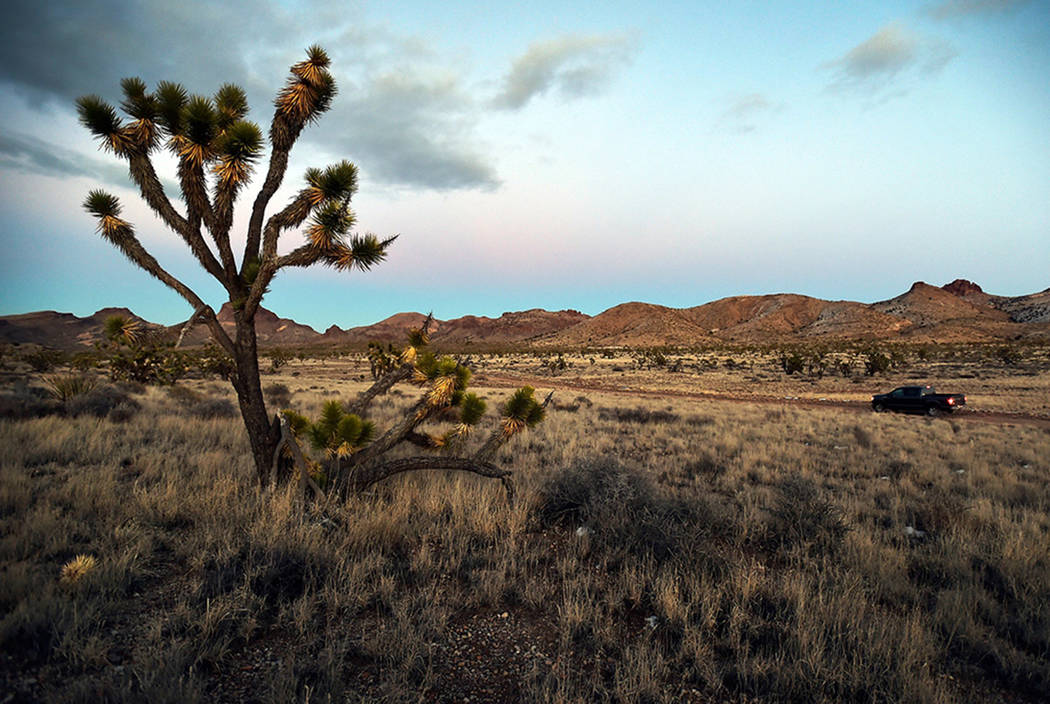 Joshua trees at Castle Mountains National Monument in eastern California on Feb. 1, 2016. The Bureau of Land Management has rejected plans for a sprawling wind energy project in Nevada, just acros ...