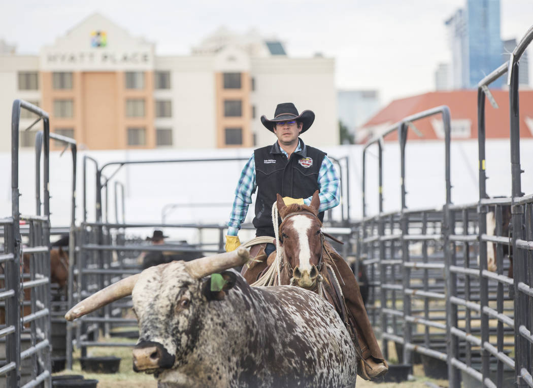 Luke Hutchison, from Belgrade, Mont., herds bulls on Tuesday, Dec. 4, 2018, at the UNLV Intramural Field, in Las Vegas. Benjamin Hager Las Vegas Review-Journal
