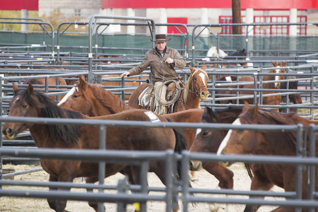 Chris Dutton, from Grass Range, Mont., exercises saddle horses on Tuesday, Dec. 4, 2018, at the UNLV Intramural Field, in Las Vegas. Benjamin Hager Las Vegas Review-Journal