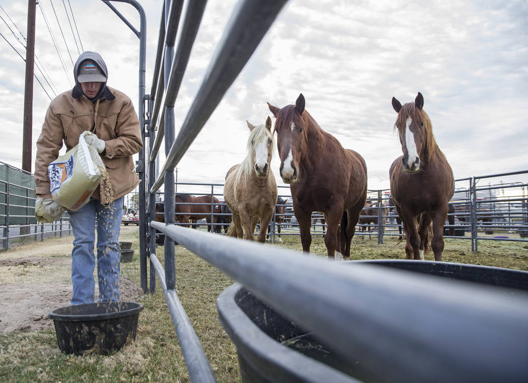 Tyler Jackson, left, livestock crew from Salem, Ark., feeds saddle horses on Tuesday, Dec. 4, 2018, at the UNLV Intramural Field, in Las Vegas. Benjamin Hager Las Vegas Review-Journal
