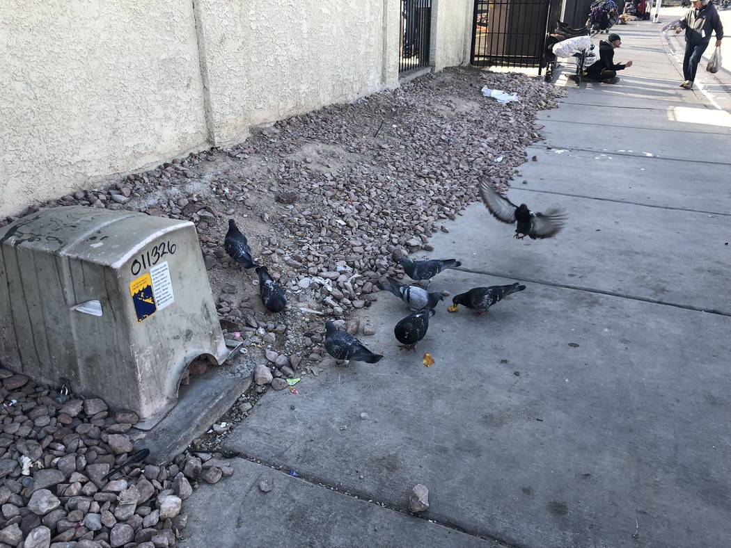 Pigeons nosh on chicken nuggets after two activists feed the homeless on Foremaster Lane on Wednesday, Nov. 28, 2018. Briana Erickson Las Vegas Review Journal.