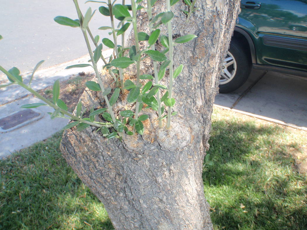 If you look at the base of older olive trees you will see some knots or swellings attached to the lower trunk, trunk limbs and root flares as they get older. (Thinkstock)
