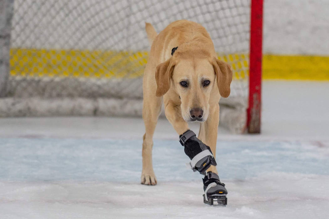 Benny the Skating Dog is shown at Las Vegas Ice Center. His owner, Cheryl DelSangro, hopes he can take the ice with the Vegas Golden Knights. (Cheryl DelSangro)