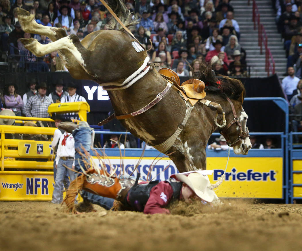 Brody Cress of Hillsdale, Wyo. (32), falls off of "OLS Tubs Little Muffin" while competing in Saddle Bronc Riding during the sixth go-round of the National Finals Rodeo at the Thomas &am ...