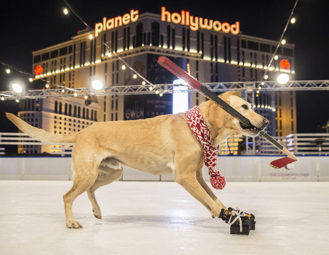 Benny the Ice Skating Dog hits the rink in Las Vegas — VIDEO