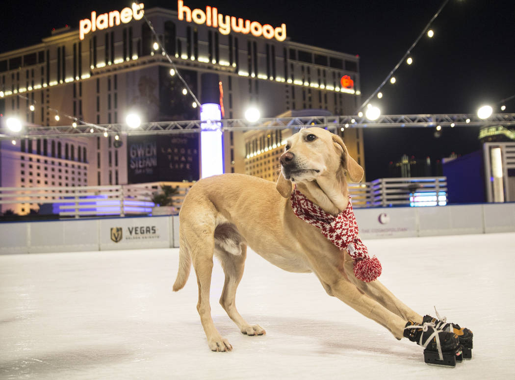 Benny the Ice Skating Dog hits the rink in Las Vegas — VIDEO