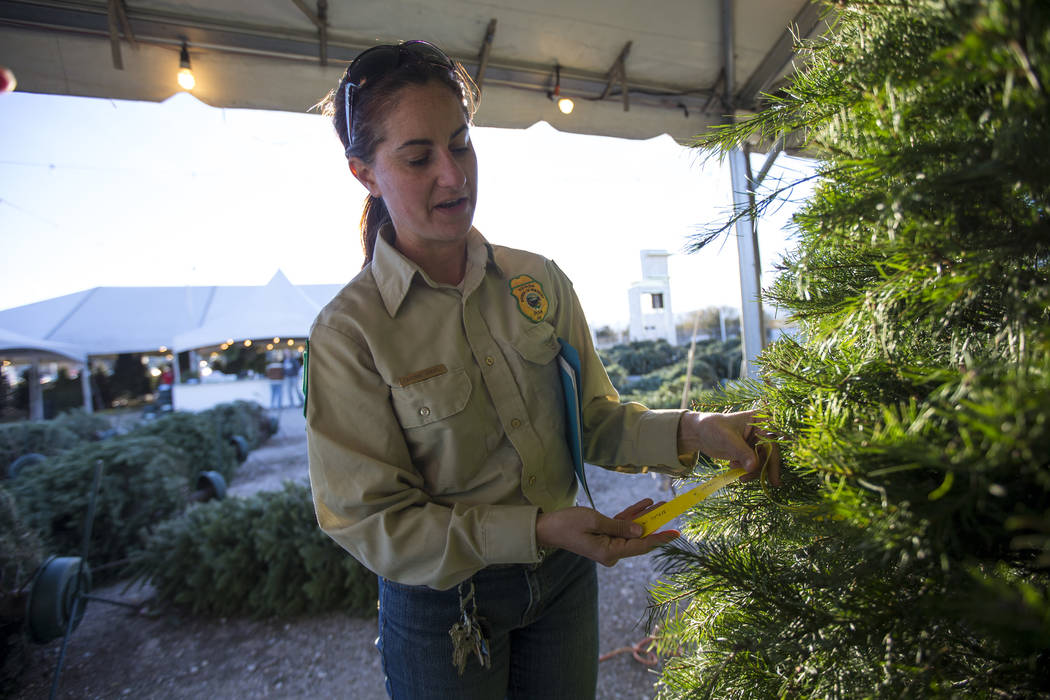 Cayenne Engel, a general biologist for the Nevada Division of Forestry employee, inspects for i ...