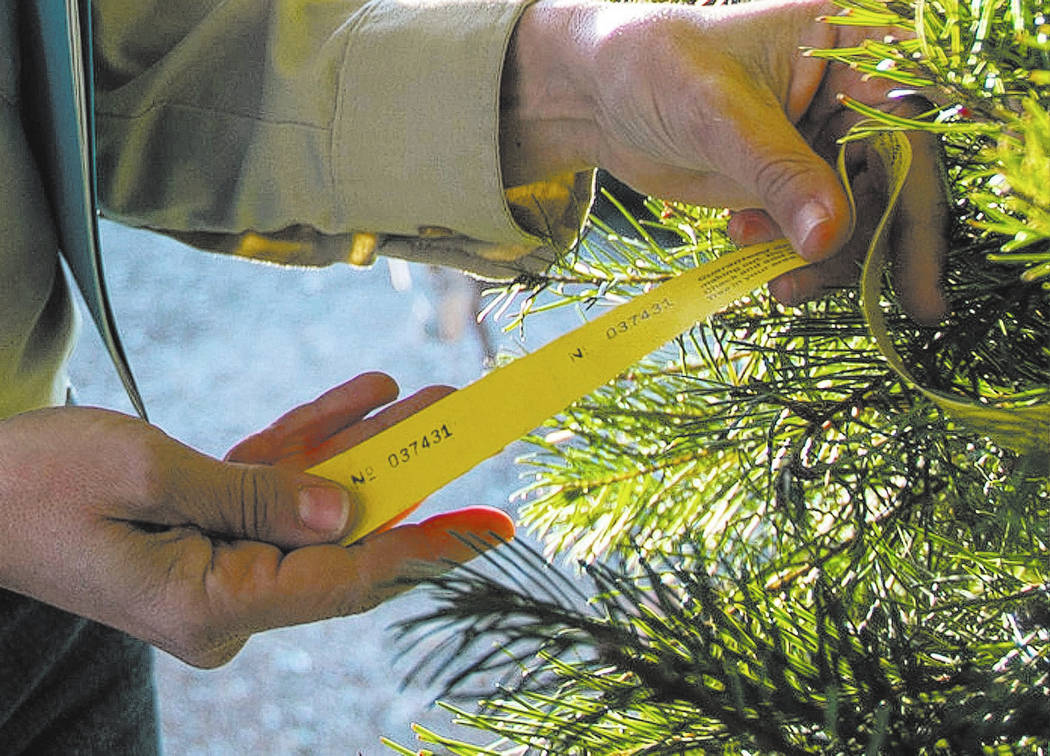 Cayenne Engel, a general biologist for the Nevada Division of Forestry employee, inspects for i ...