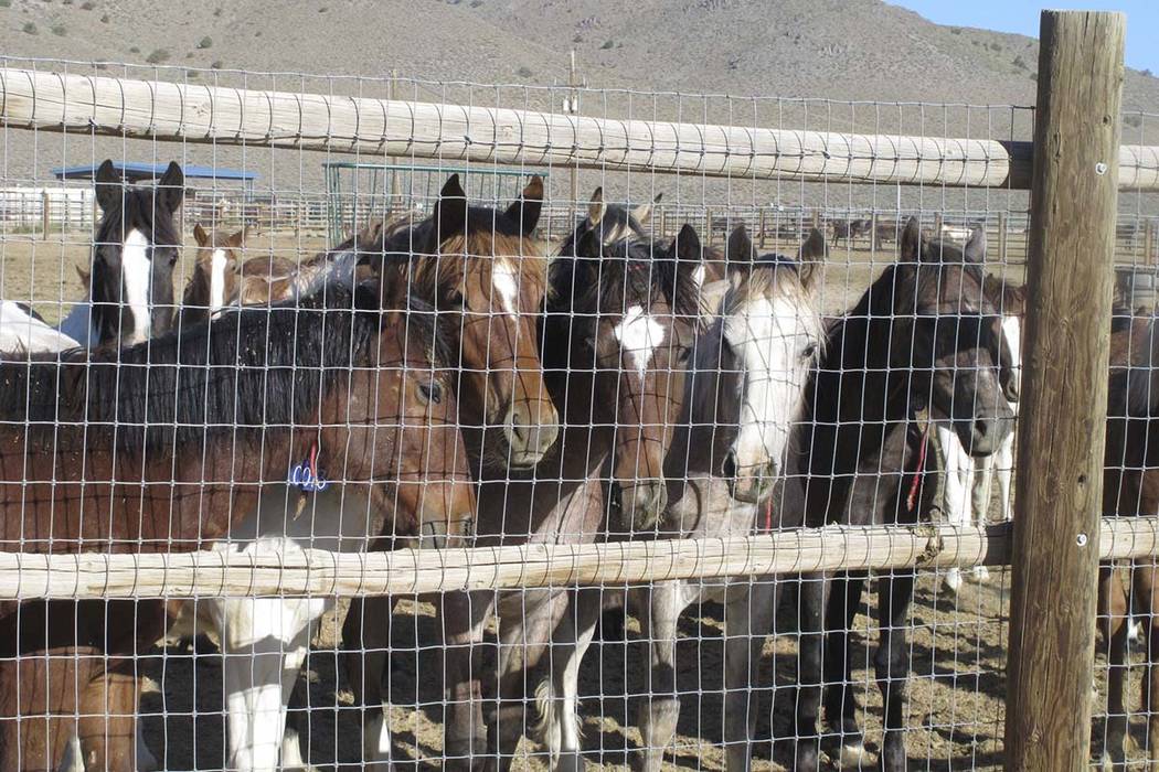 Some of the hundreds of mustangs the U.S. Bureau of Land Management removed from federal rangeland peer at visitors at the BLM's Palomino Valley holding facility about 20 miles north of Reno in Pa ...