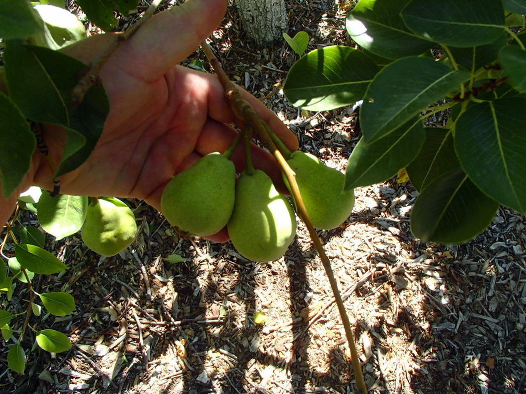 Bosc Pear Tree for Sale - Buying & Growing Guide 