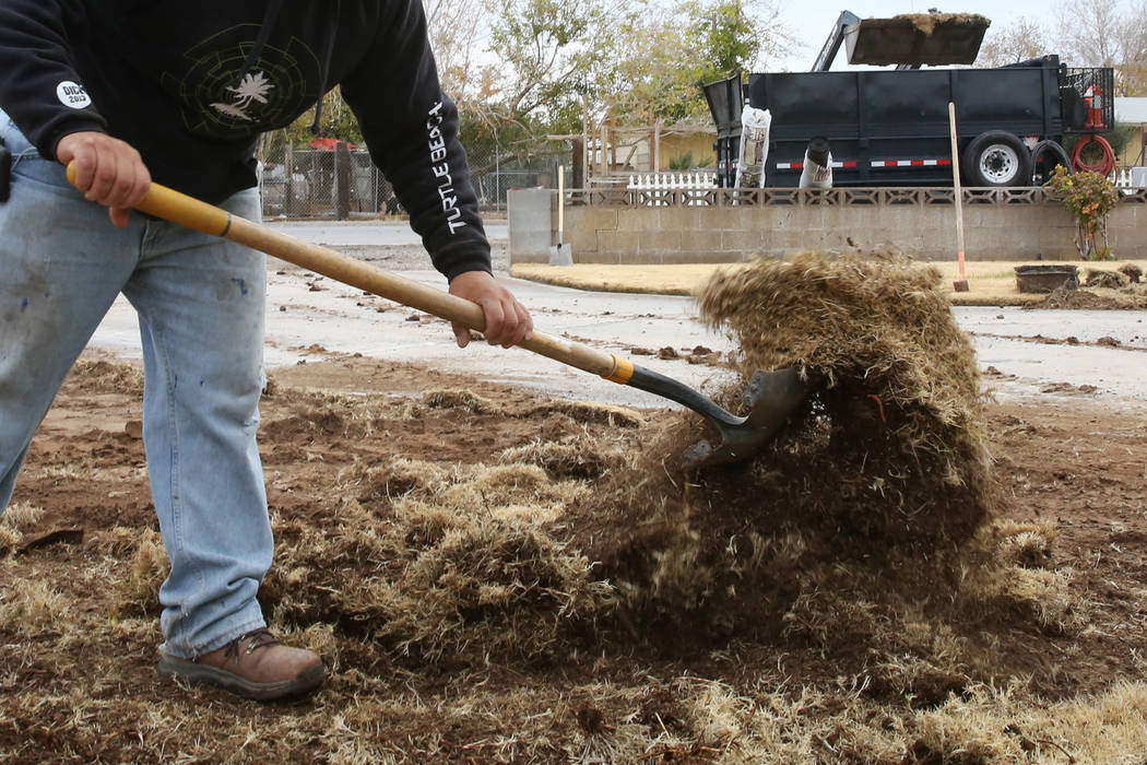 Pacas Rivera of North West Landscape, removes old lawn from Mary Kiosowski Lewis', not photographed, front yard on Monday, Dec. 10, 2018. Bizuayehu Tesfaye Las Vegas Review-Journal @bizutesfaye