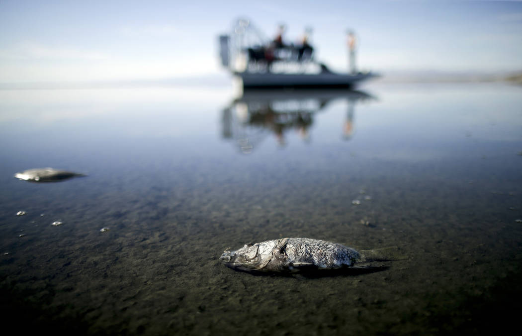 FILE - In this April 29, 2015 file photo, oxygen-starved tilapia float in a shallow Salton Sea bay near Niland, Calif. Proposition 68 would authorize $4 billion in bond funds for parks and environ ...