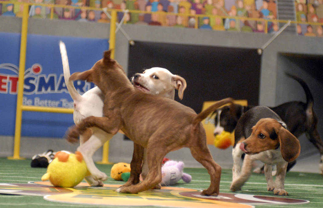 Las Vegas dogs in Puppy Bowl offer alternatives to Super Bowl, Christopher  Lawrence, Entertainment