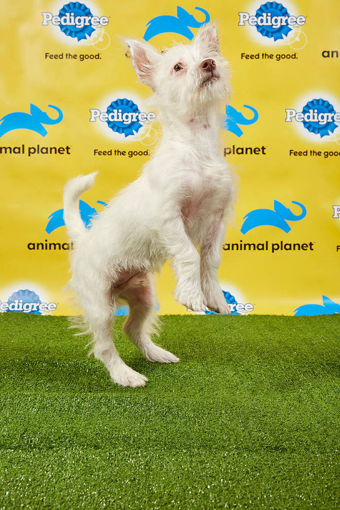George, a chihuahua-miniature poodle from the Nevada SPCA, is a starter for Ruff in Bowl XV. (Animal Planet) | Las Vegas Review-Journal